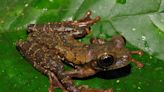 Perú descubre una nueva especie de rana que habita en la selva alta del país