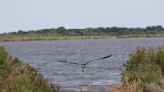 Can you spot the predator stalking the great blue heron?