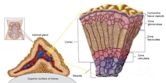 Adrenal cortex