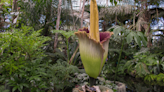 "Corpse Flower" Blooms For First Time In Years, Unleashing An Almighty Stench