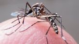 Dengue: le record 2023 de cas importés en France métropolitaine déjà battu