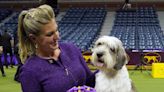 Buddy Holly wins top prize at Westminster dog show