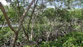 Their mangroves are clogging the canal, but who pays to clear waterway?