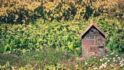 One garden, one year and one woman’s mission to make space for urban wildlife