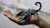 Comerciante que fabricaba potenciadores sexuales con veneno de escorpión silvestre fue atrapado por las autoridades en Boyacá