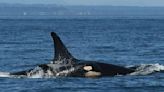 Trawl vessels caught 10 killer whales in ’23 off Alaska, federal agency says