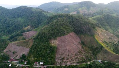 Deforestation in Indonesia spiked last year, but resources analyst sees better overall trend