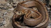 Sangue frio, sem pálpebras e mais: conheça curiosidades sobre cobras