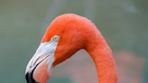 Watch this confused flamingo get fooled by an airbrushed 'flamingo' and then take revenge on the poor model