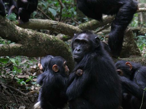 Chimpanzees converse at the same speed as humans