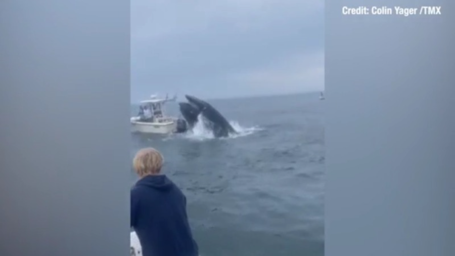 Must-see video: Breaching whale lands on boat, capsizes vessel