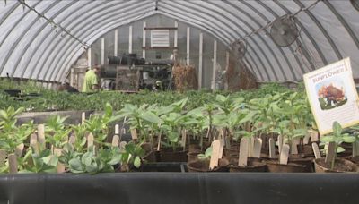 Massachusetts Avenue Project seedling sale happening on Saturday