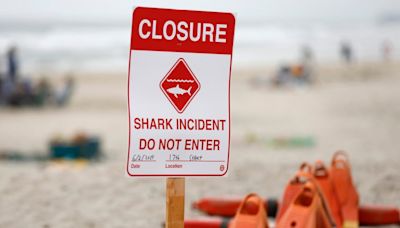 DNA tests confirm shark that bit California swimmer was juvenile white shark