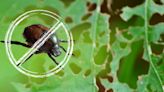 Japanese Beetles Threat: New York Gardening Survival Guide