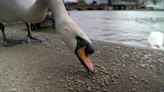 Swans affected by climate change, rescuer says