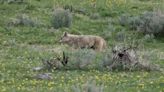 Yellowstone coyote not alone; can you spot the other mammal?