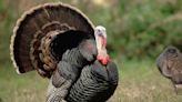 Northeast Tennessee harvested smallest portion of turkey in state total