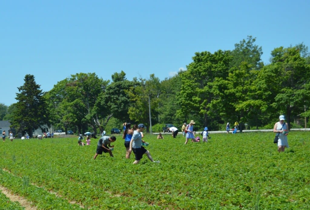 Fruit flies end strawberry season early for some Maine farms