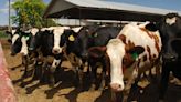 Bird flu detected in Colorado dairy cattle − a vet explains the risks of the highly pathogenic avian influenza virus