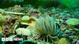 Divers discover new beds of rare maerl off Cornish coast