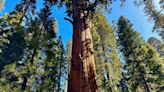 General Sherman passes health check but world's largest trees face growing climate threats