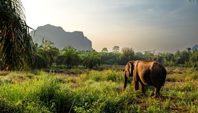 How Thailand’s elephant camps are transitioning to a cruelty-free future