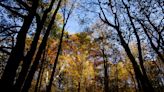 Why a popular area inside Louisville's Jefferson Memorial Forest is closing early