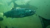 Tire toxicity faces fresh scrutiny after salmon die-offs