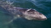 Researchers identify cause behind massive die-off of gray whales, revealing grim future for species: ‘[It’s] tragic’