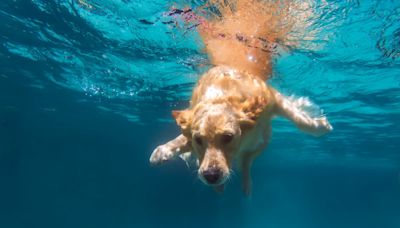 ¡Al agua, perros!, las razas más acuáticas y cómo tener un baño seguro en verano