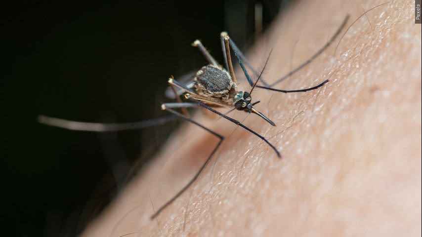 Louisiana health department shares tips on how to prevent mosquito-borne illnesses this summer