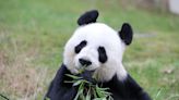 Why are Edinburgh Zoo pandas heading back to China?