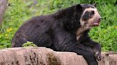 Perú inicia monitoreo satelital de los osos de anteojos de Machu Picchu