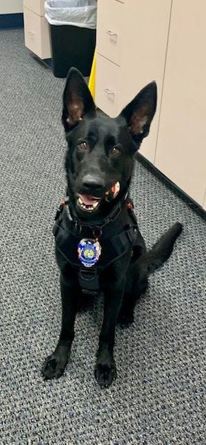 Fernandina Beach Police Department gets new K9 officer