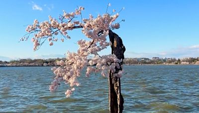 Stumpy, DC’s famous cherry blossom tree, dead at 25 - WTOP News