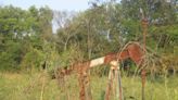 MO Dept of Natural Resources receives $5 million to plug abandoned Vernon County oil wells