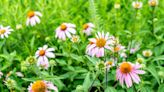 How To Grow And Care For Coneflower