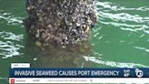 Invasive seaweed causing Port of San Diego emergency