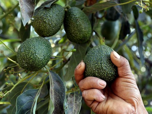 How Mexico’s lucrative avocado industry found itself smack in the middle of gangland