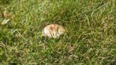 All that rain has caused a mushroom explosion in the Akron-Canton area