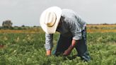 ¿Qué es la visa H-2A que tenían los trabajadores agrícolas mexicanos que murieron en un choque de autobús en Florida?