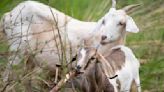Goats help tackle invasive plants at Vincent Bluff