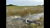 ¿‘Justicia del pantano’? Fotógrafa encuentra en los Everglades a cocodrilo devorando a una pitón
