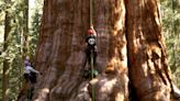 California-based researchers first to climb world's largest tree in Sequoia National Park