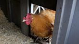 Ankeny could soon allow backyard chickens; new water tower coming, too