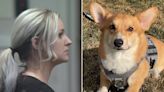 Former Wisconsin dog trainer gets probation, convicted of mistreatment