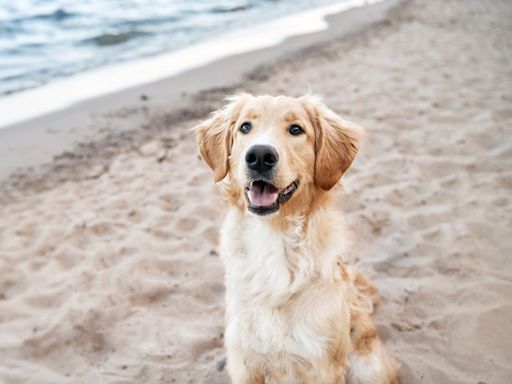 Golden Retriever Taking a Jet Ski Ride with Grandpa Is the Picture of Happiness