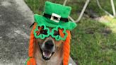 Local briefs: Tryon St. Patrick's Day Parade, Everything Greenway Day set