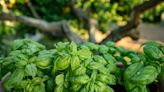 Don’t water at night and other secrets to growing great basil