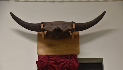 Ancient bison display is a cold case solved | News, Sports, Jobs - Times Republican